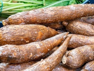 cassava