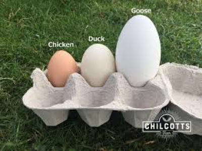 eggs