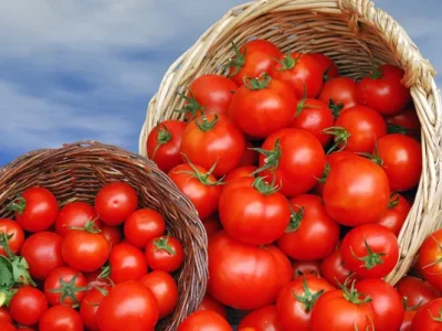 stock-photo-tomatoes